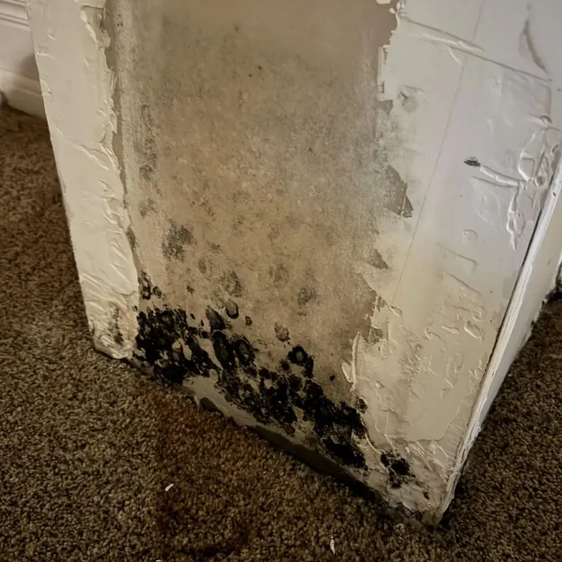 Professional Mold Removal in Montague, CA